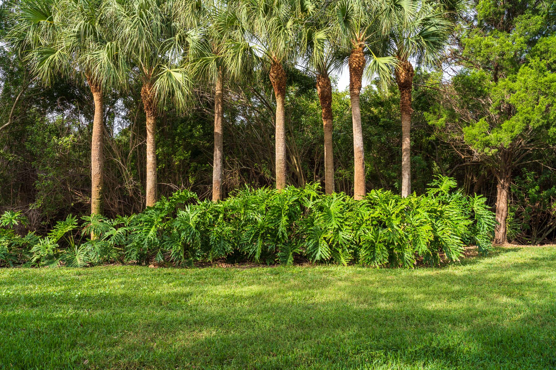 5 Tips for Healthy Trees